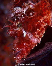 Raggy Scorpion Fish 
 by Brian Welman 